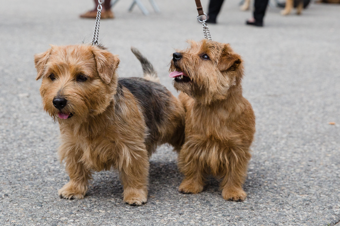RIVIERA DOGS Norfolk terriers