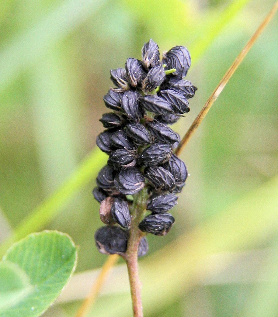 Birding with Flowers Final Brownfield Special