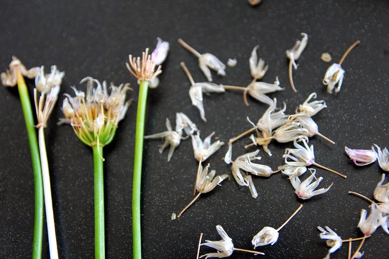 Harvesting Chive Seeds or Going to Seed