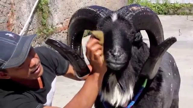 Cara Merawat Domba Garut Biar Cepat Besar Gemuk dan Sehat Cara Merawat Domba Garut Biar Cepat Besar Gemuk dan Sehat