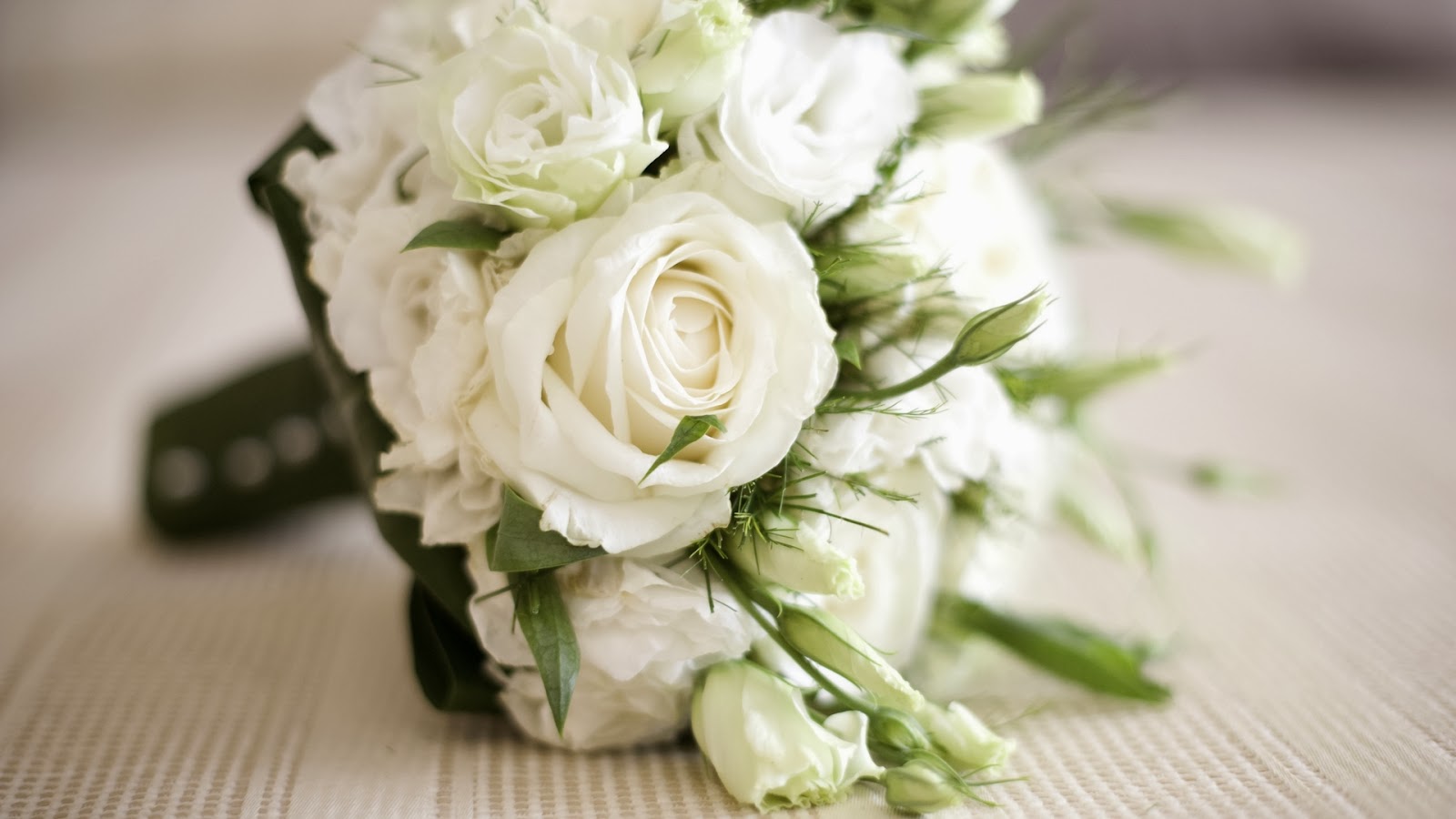 White Rose HD Wallpapers | Latest HD Wallpapers
