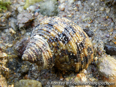 Brown Turban Snail (Turbo bruneus)