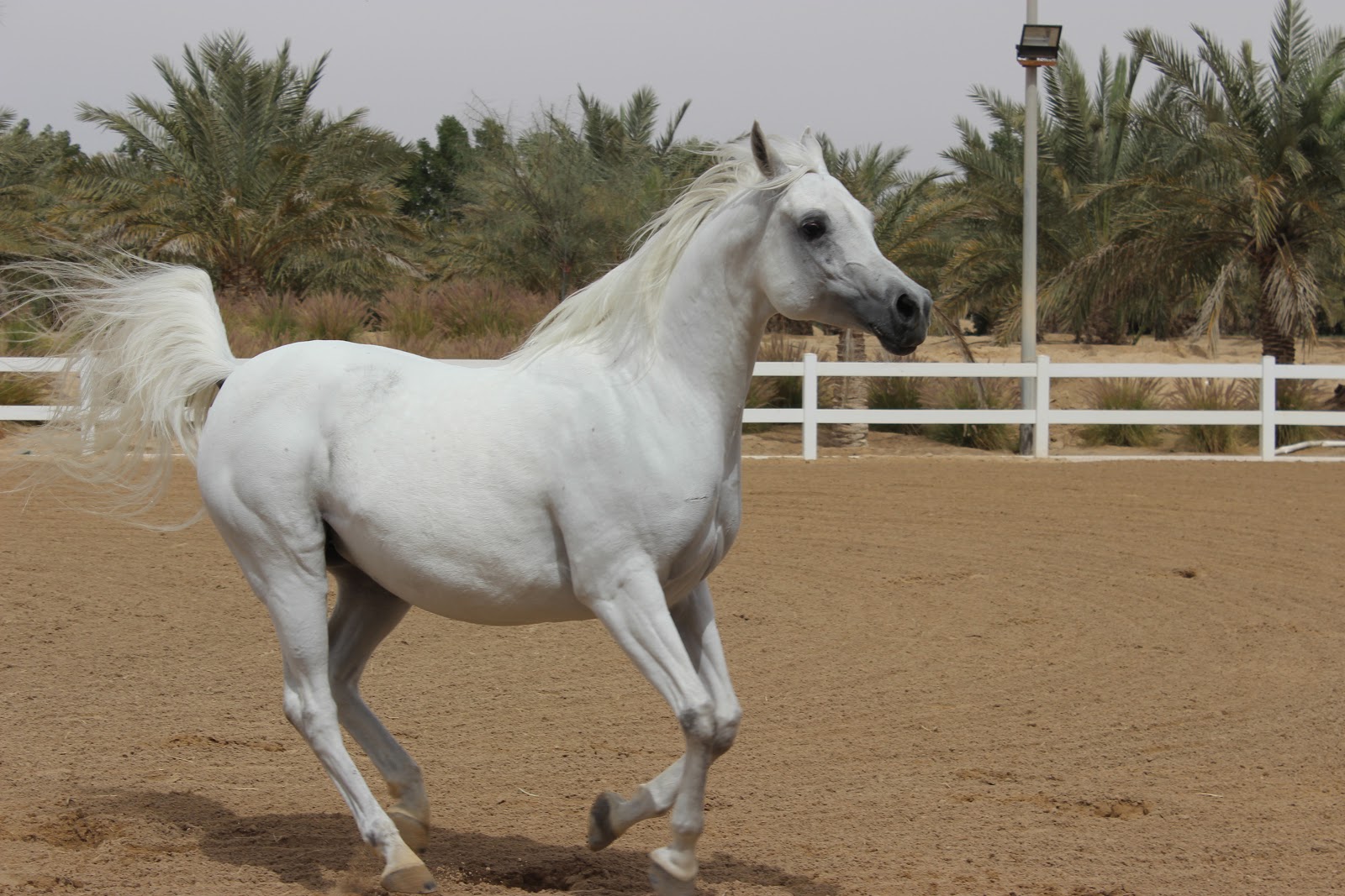 Kuwait Uncensored Ajmal Arabian Stud Farm Arabian Horse Farm