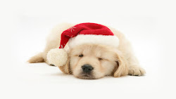 christmas dog puppy wallpapers hd iphone dogs puppies backgrounds holiday xmas chrismas santa pup holidays want cute doggie ipod touch