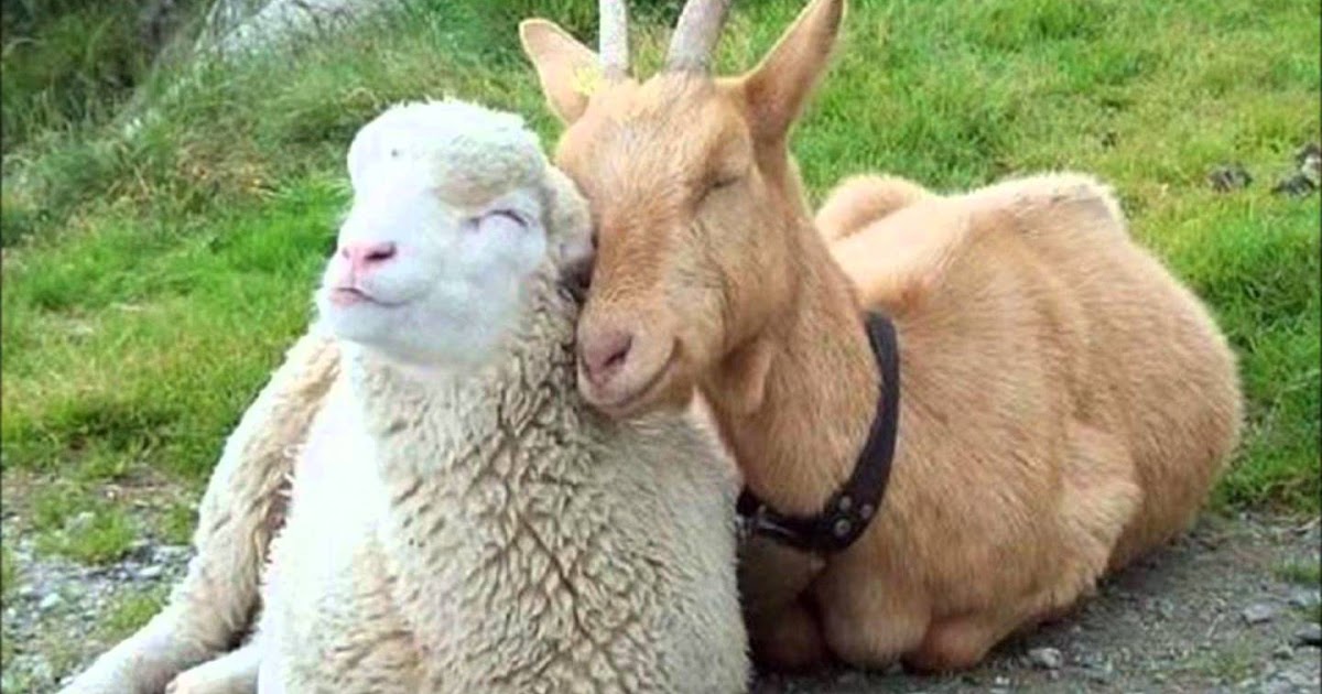 Buy Buck, Goat or Sheep for Bakra Eid Bakra at Eid 2016 in Mumbai