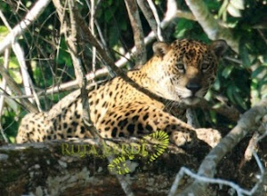 Jaguar de la Selva
