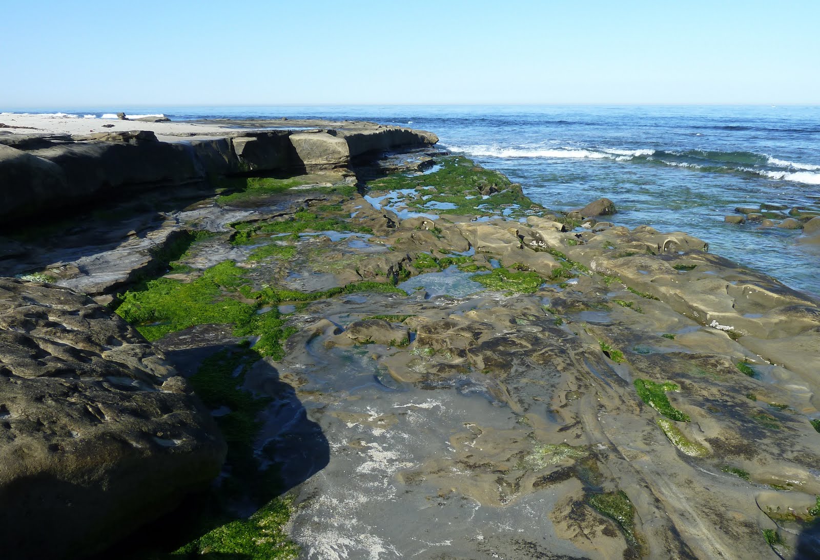 Observations: La Jolla Tide Pools