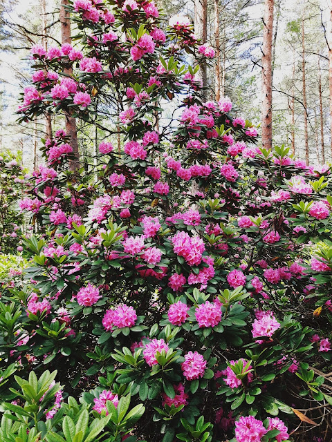 Haagan upea Alppiruusupuisto