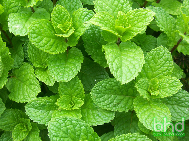 Pengolahan Mint About Biology