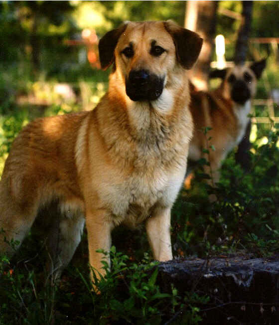 Everything about your Chinook LUV My dogs
