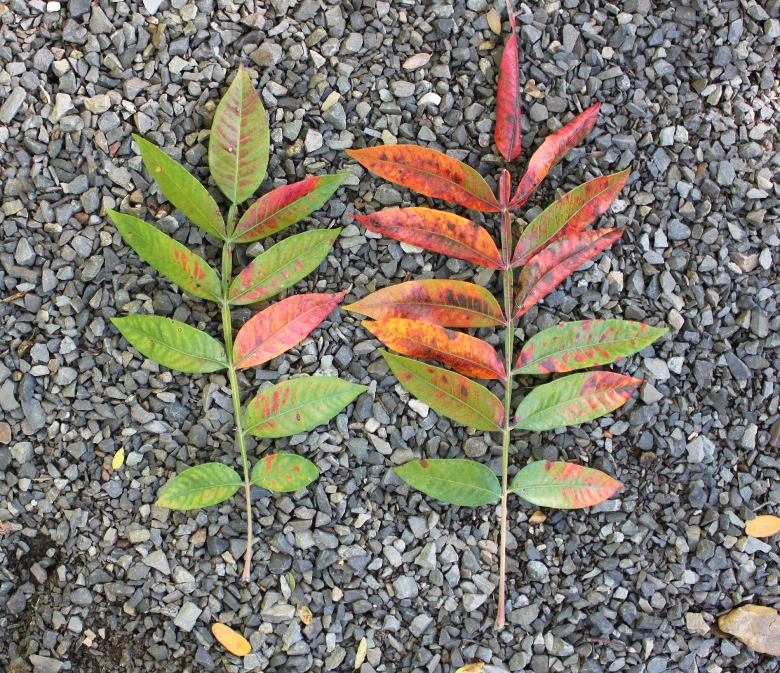 Centenary College Arboretum Tree of the Week Winged Sumac (Rhus