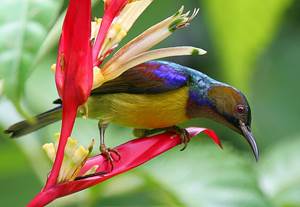 5 Jenis Burung Kolibri Madu Paling Populer Di Indonesia Burung