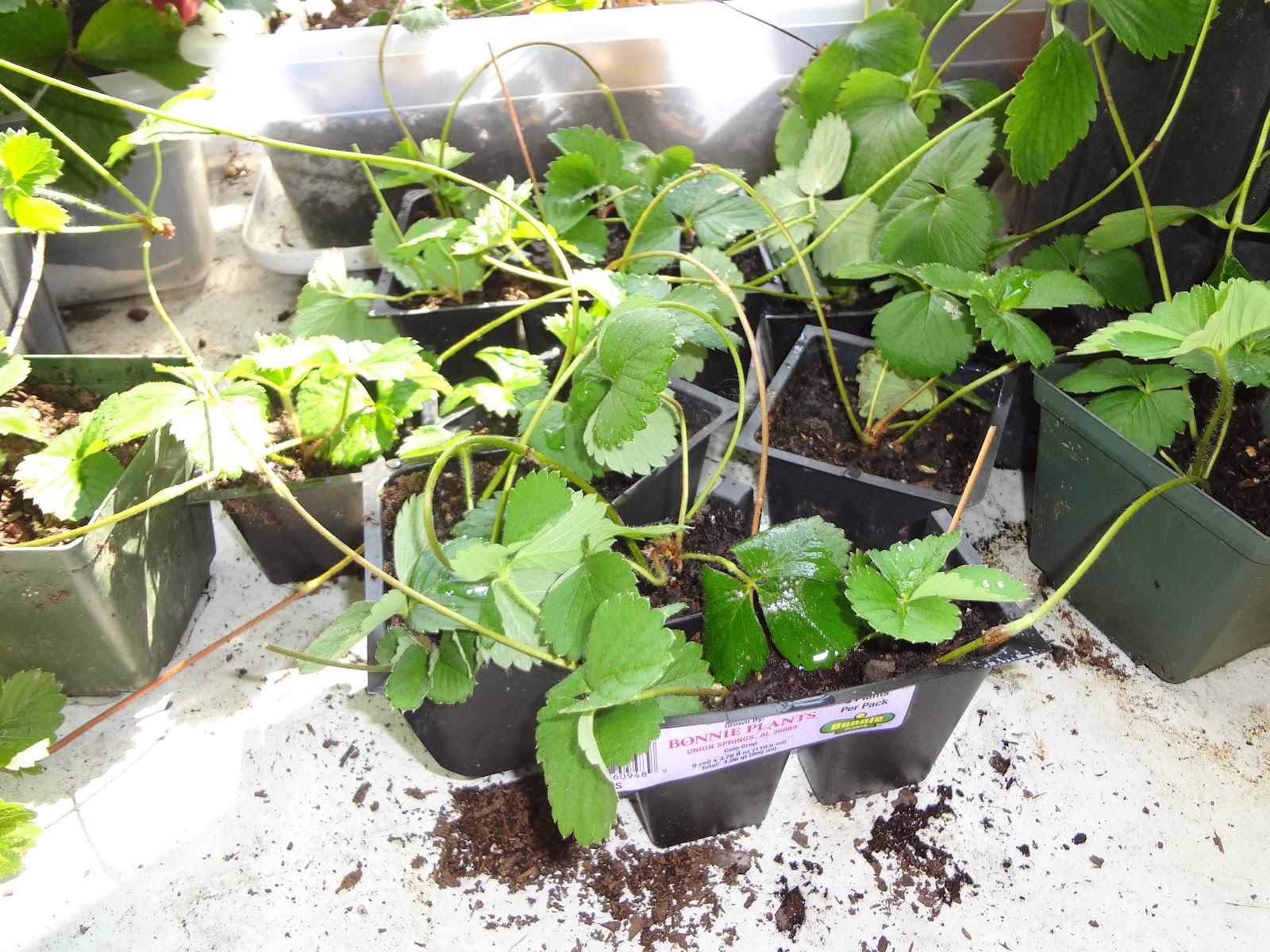 MUIMH Strawberry Plants &amp; Runners