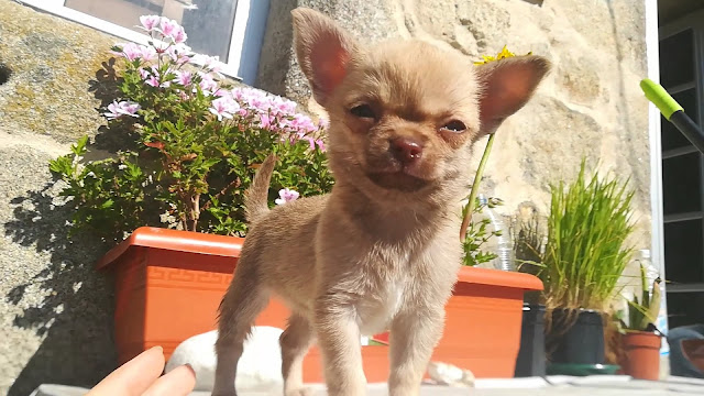 chihuahua sable