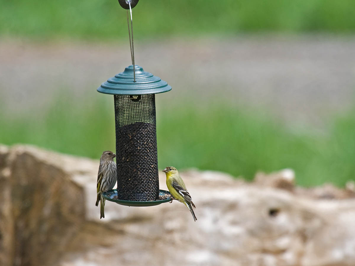 Attract birds to your backyard Part 3 Styles of bird feeders