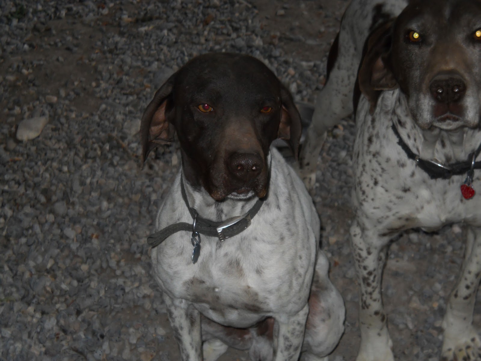 Gunsight Kennels 2012