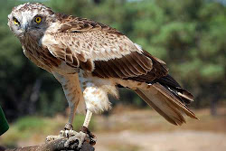 eagle snake short toed birds indian circaetus gallicus bird india fly eagles serpent hunting head wings