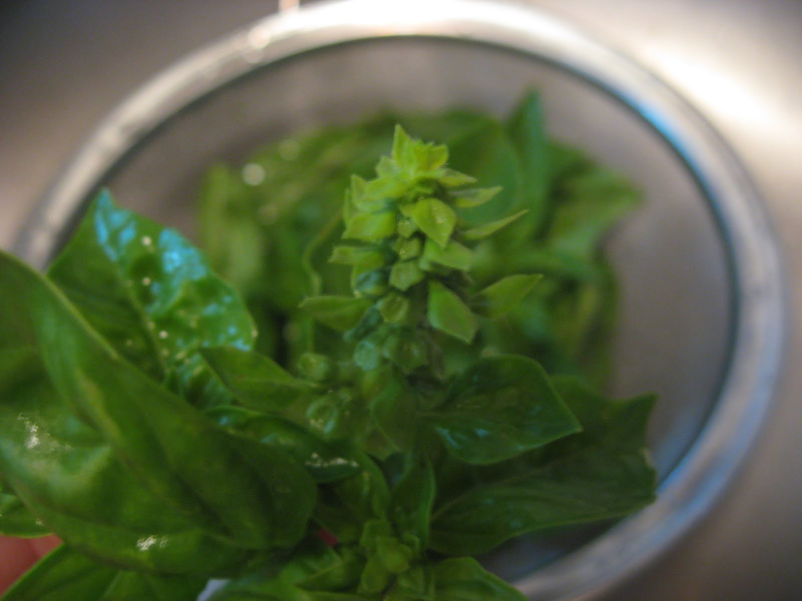 Delightfully Dabbling Basil Pesto, a la Moosewood and the Minneapolis