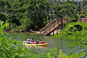 mangrove, forest, river,stairs, kayaks, GIF