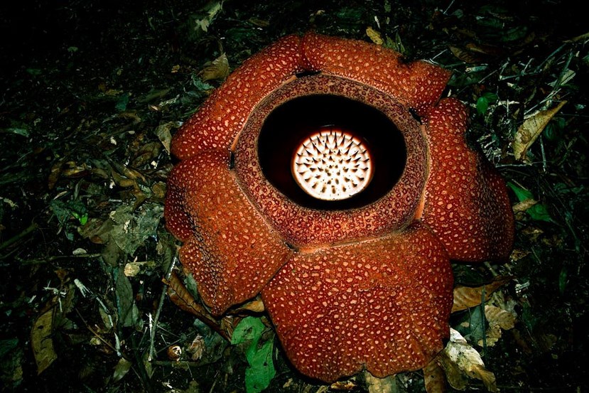 karangan bunga unik lucu fakta unik bunga lily lampu bunga unik lukisan bunga unik nama bunga unik dan langka kerajinan bunga unik dari limbah anorganik bunga manggar unik  bunga mawar unik bunga meja unik bunga male unik pot bunga unik murah vas bunga unik murah