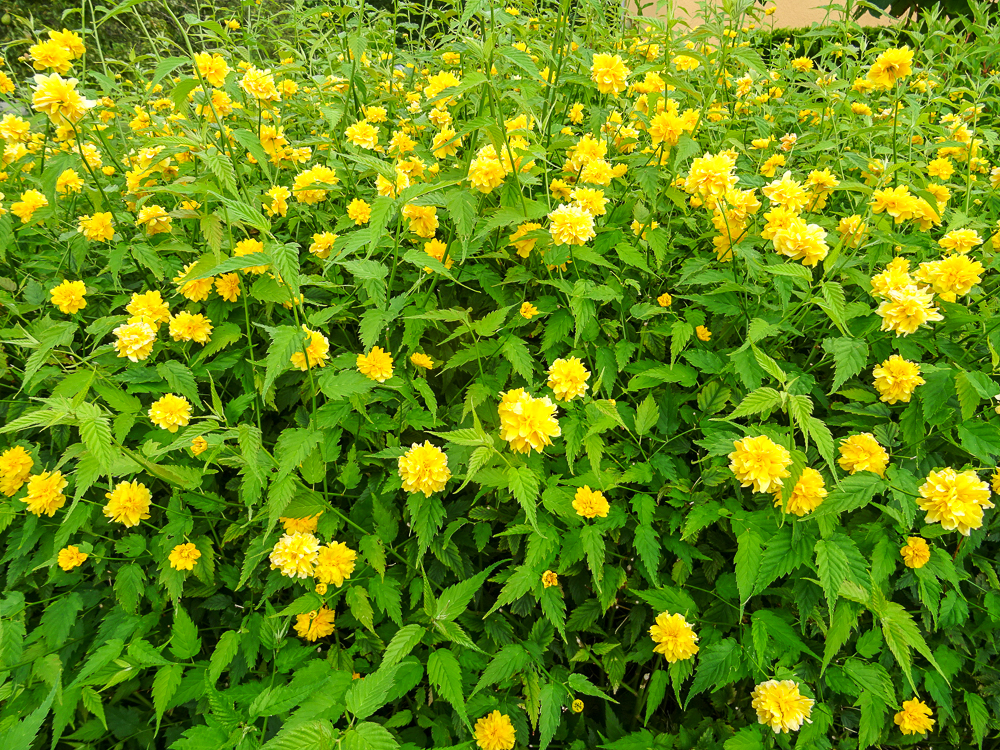 Ranunkelstrauch und Lampionblume