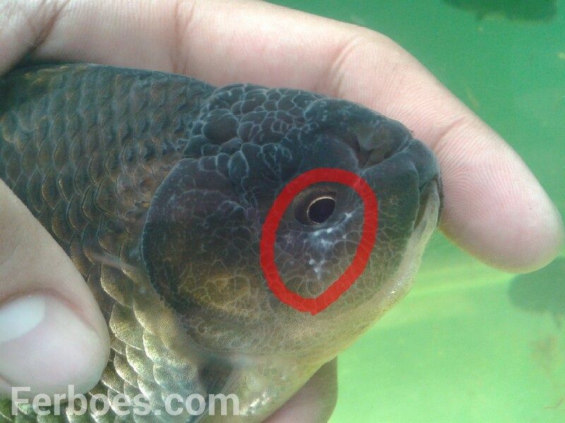 penyakit ikan mas koki dan cara mengatasinya infoikan com penyakit ikan mas koki dan cara mengatasinya infoikan com
