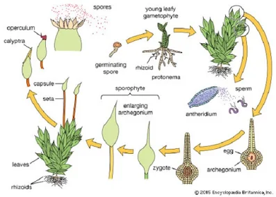 pembuahan (fertilisasi)