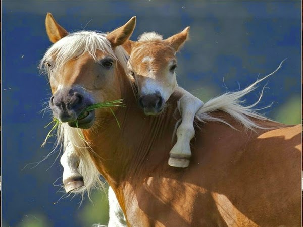 horse photo wallpaper free
