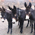 El ejército español salvó al burro catalán