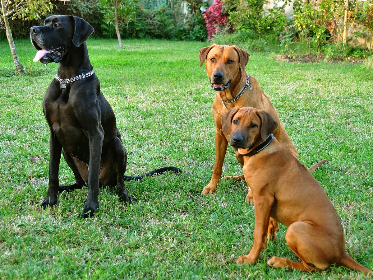 Raça de cachorro leão da rodésia Clearance