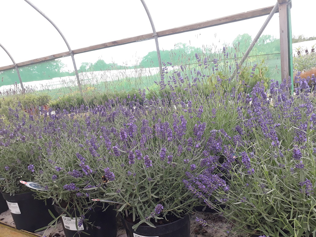 How To Grow Skimmia Reevesiana The Garden Of Eaden