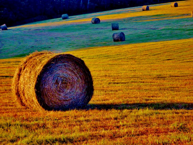 Enchanted Blue Hay Bale the documentary