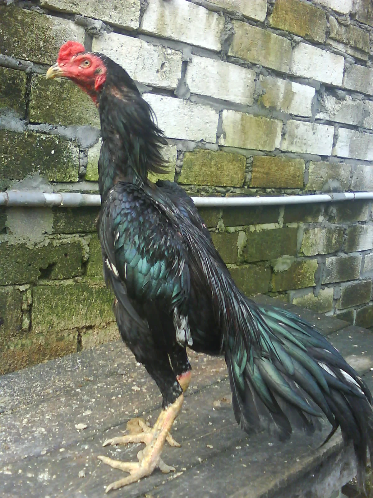Ayam Bangkok Juara