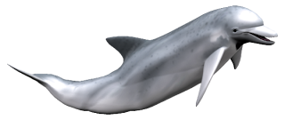 Delfin_ez%C3%BCst+delfin.png