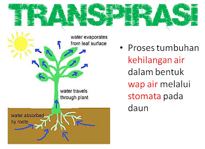 transpirasi