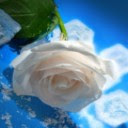 Bijela ruža download besplatne slike pozadine za mobitele