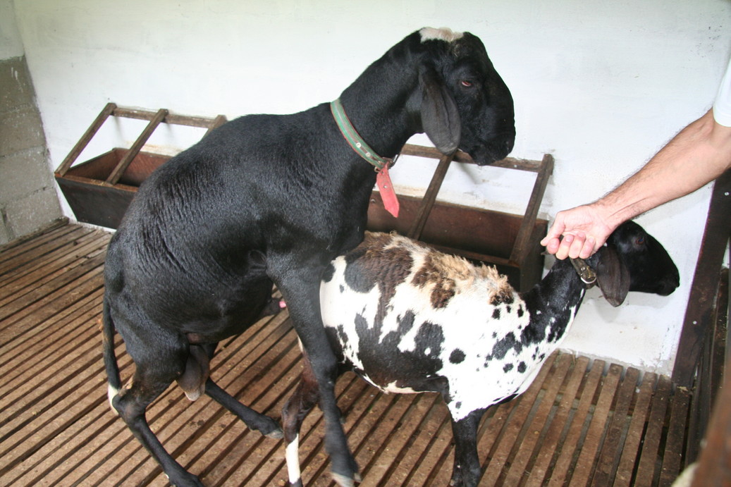 PLANTAS+ANIMAIS.. Cabras.. PLANTAS+ANIMAIS.. Cabras..