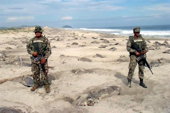 Marines In Mexico Patrol This Beach To Protect Endangered Baby Sea Turtles