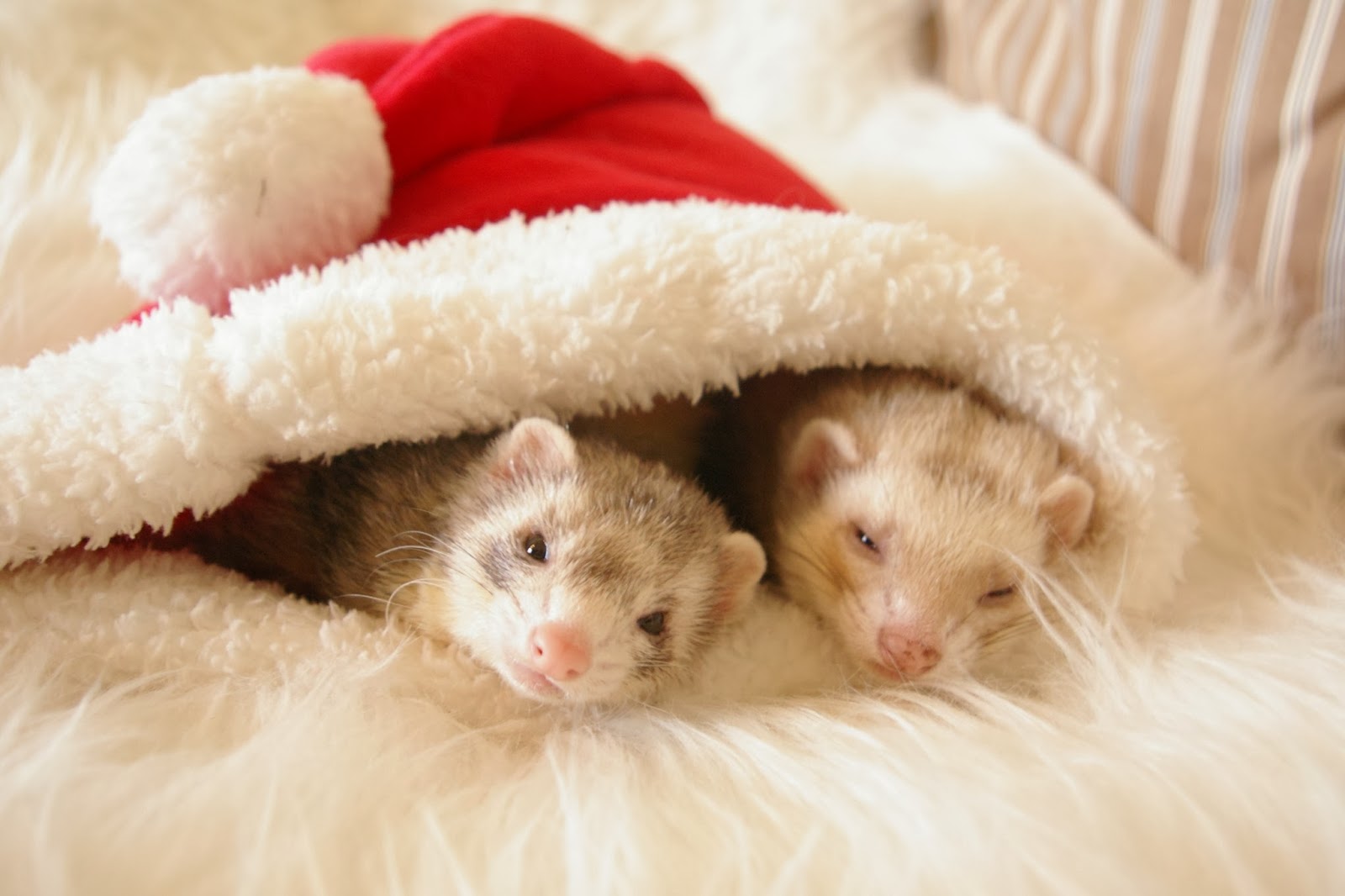 Klein(e)s Haus Tierische Weihnachten.......