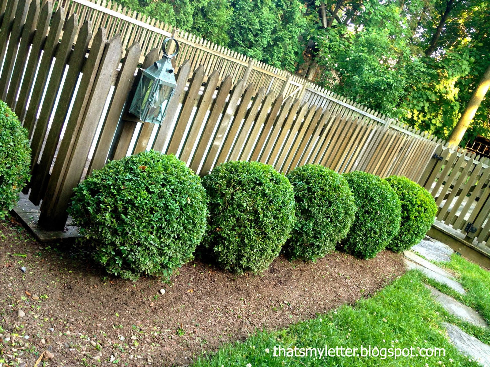 Boxwood Pruning Dirt Simple