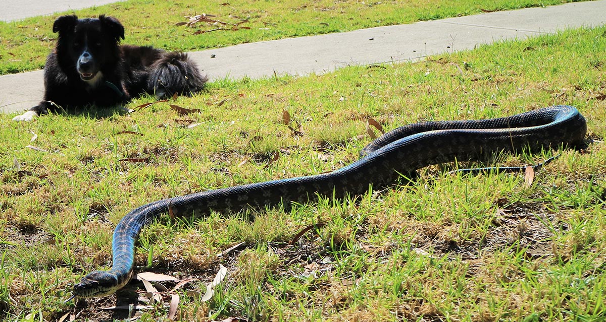 Are Dogs Scared Of Snakes