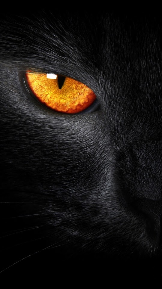 Black Cat Evil Eye  Android Best Wallpaper