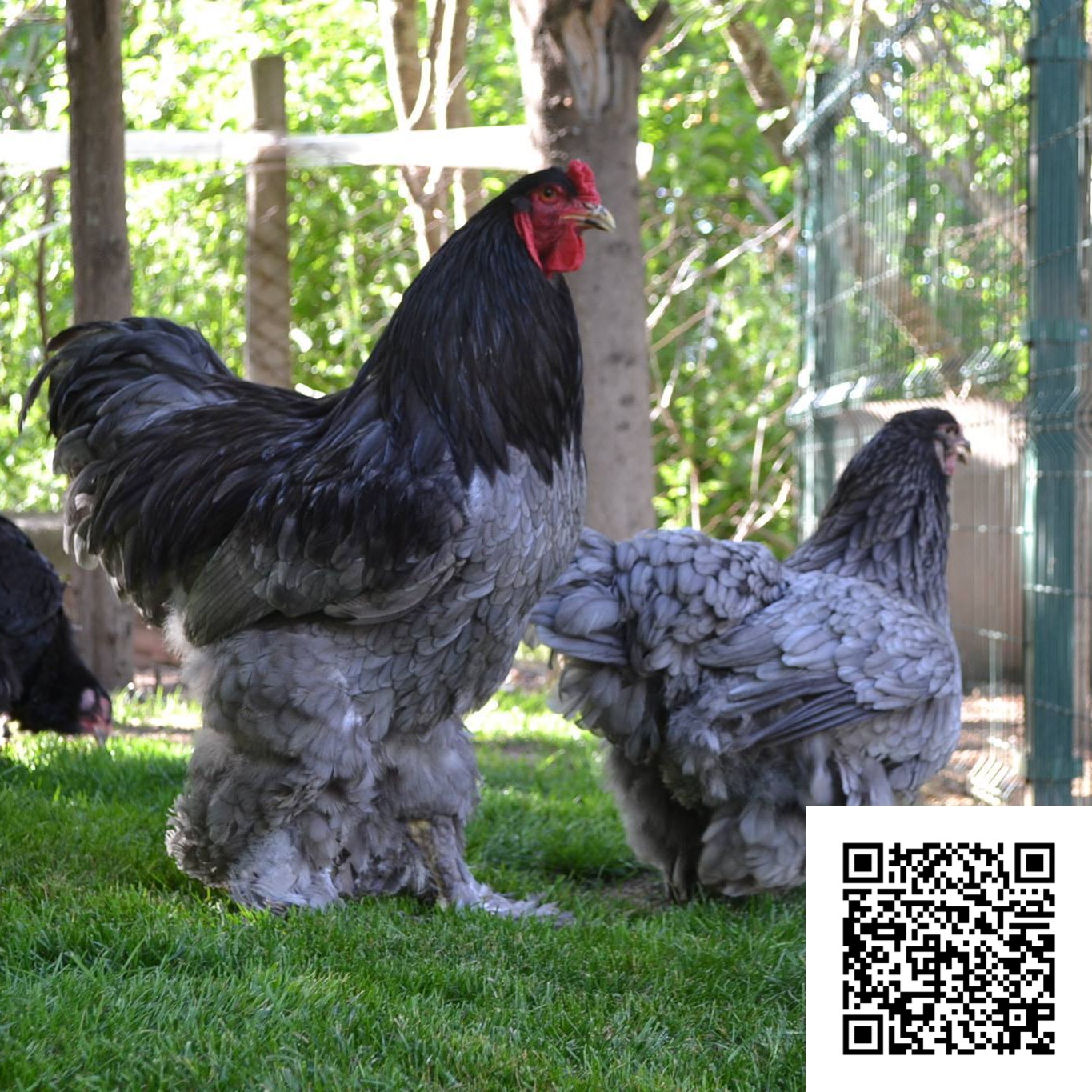 Harga Ayam Brahma Terbaru Ternak Ayam Hias Dan Burung Eksotis