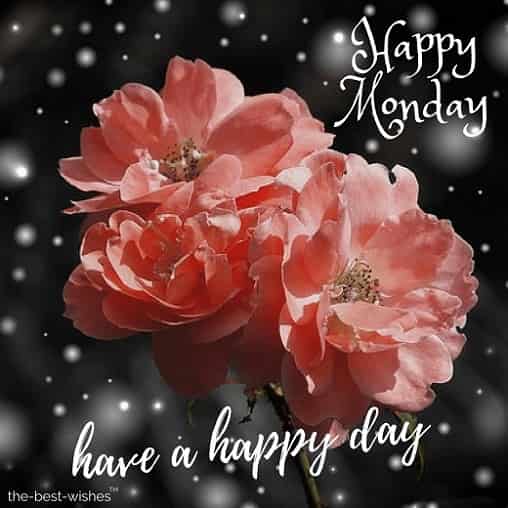 happy-monday-images-with-pink-roses happy monday images with pink roses