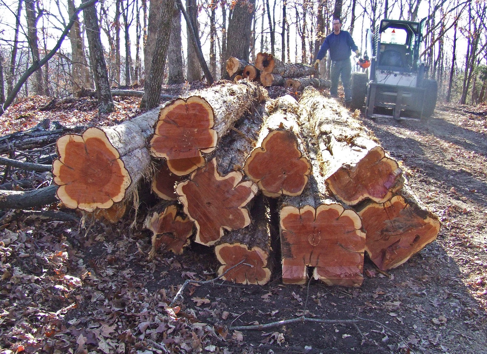 Temperate Climate Permaculture Permaculture Plants Juniper