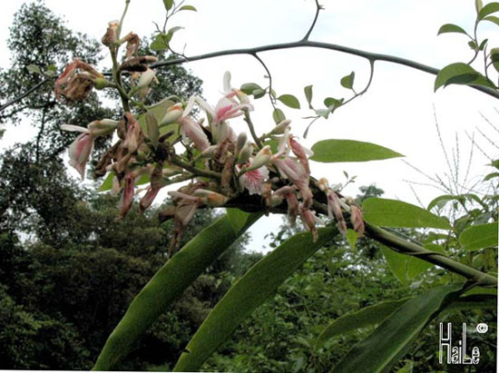 Alpinia chinensis