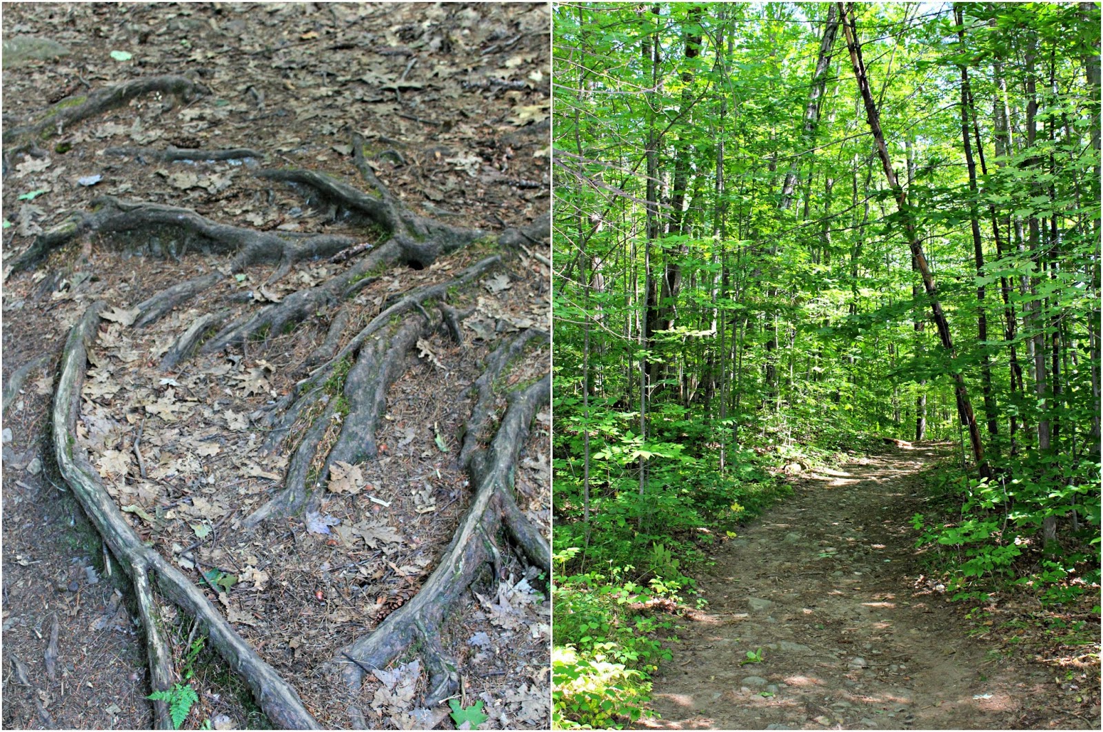 Rattlesnake Mountain Hike in the Adirondack Mountains // New York