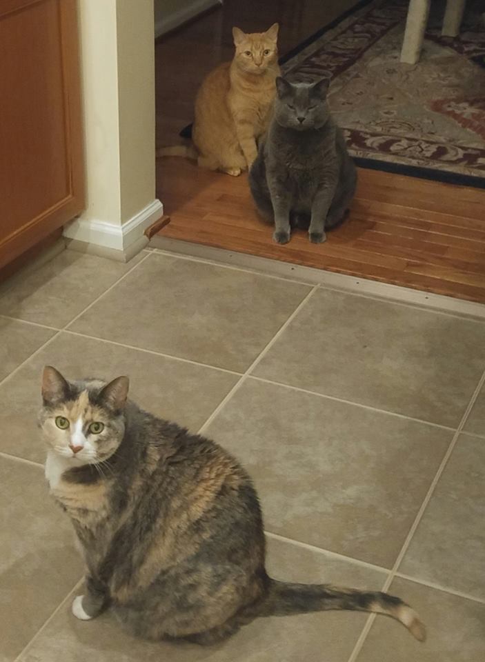 Natural Treatments For Feline Pillow Foot Feline Plasma Cell