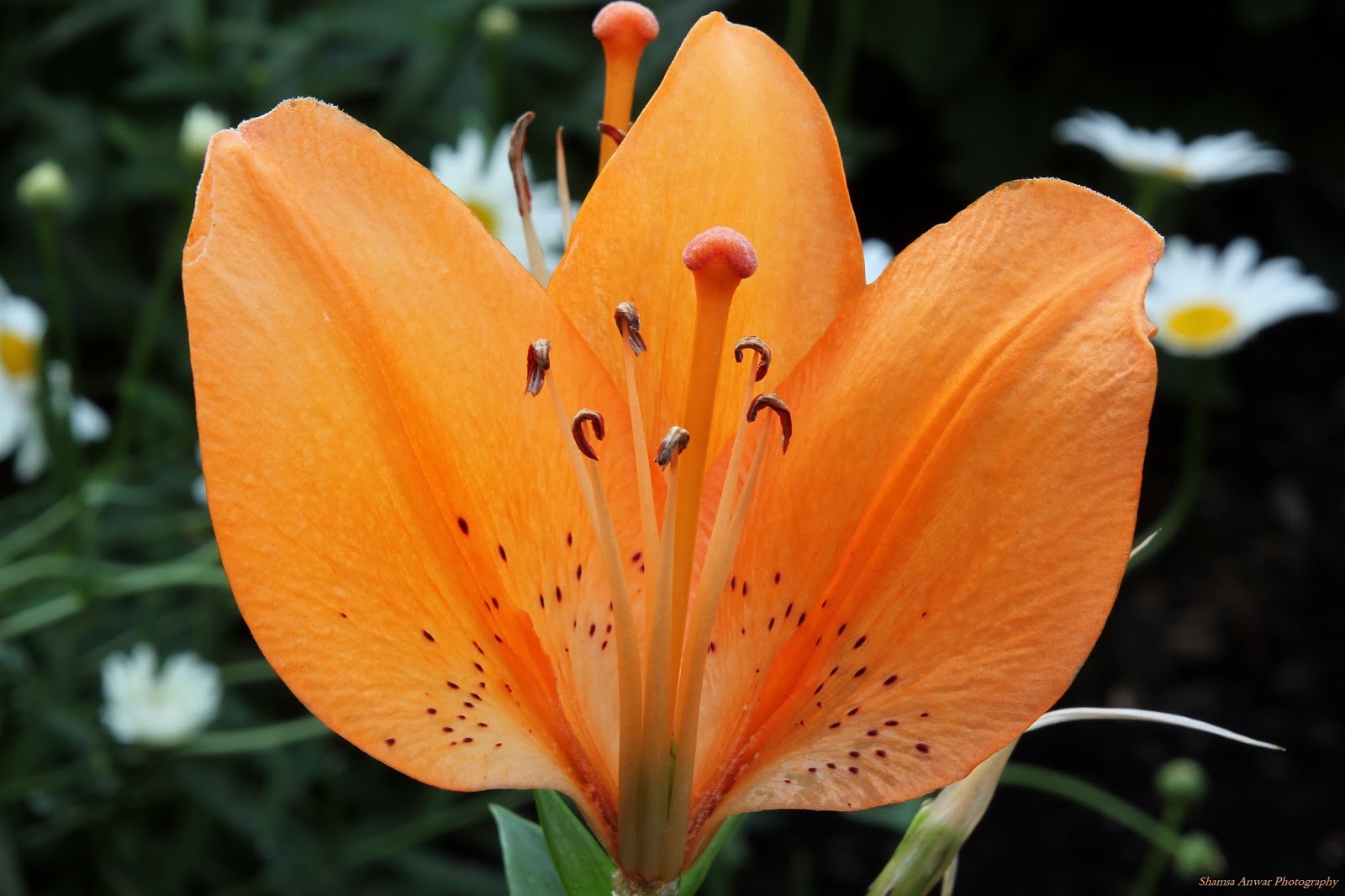 Shamsa Anwar Photography Three Petal Tiger Lily shamsa-anwar-photography-three-petal-tiger-lily