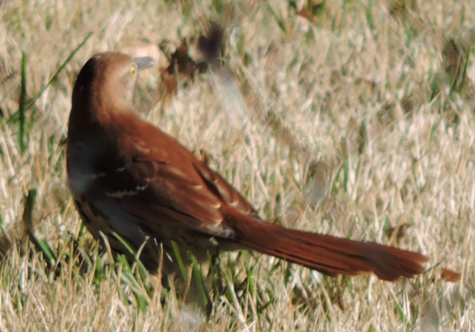 Springfield Plateau The Other Mockingbird